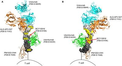 Agonism of 4-1BB for immune therapy: a perspective on possibilities and complications